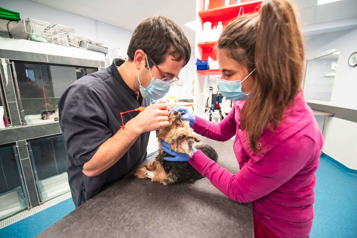 Hospitalisation chien